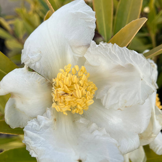 Gordonia axillaris