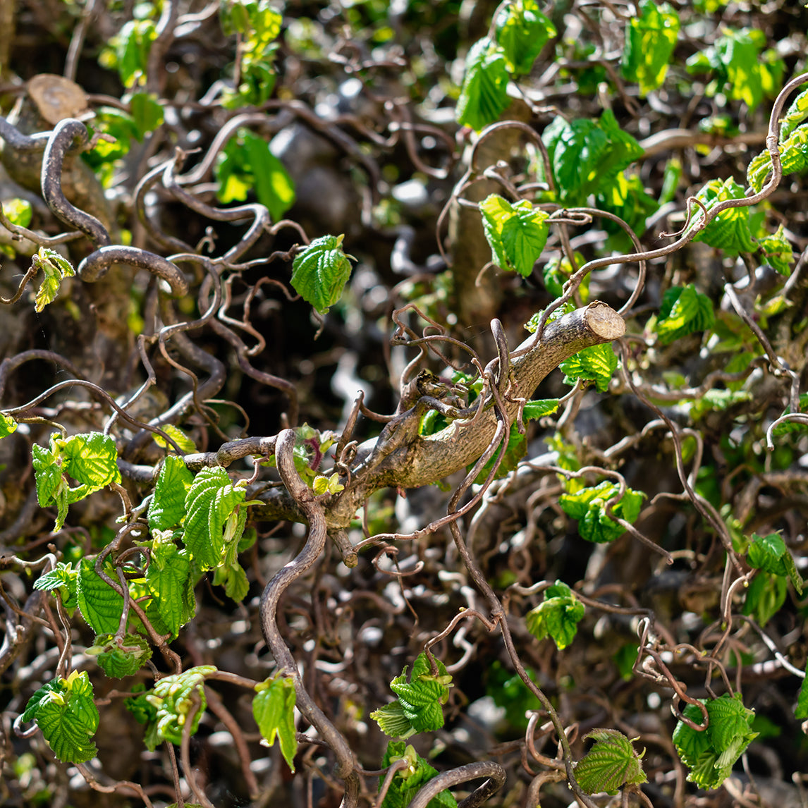 Hazelnut 'Contorta'