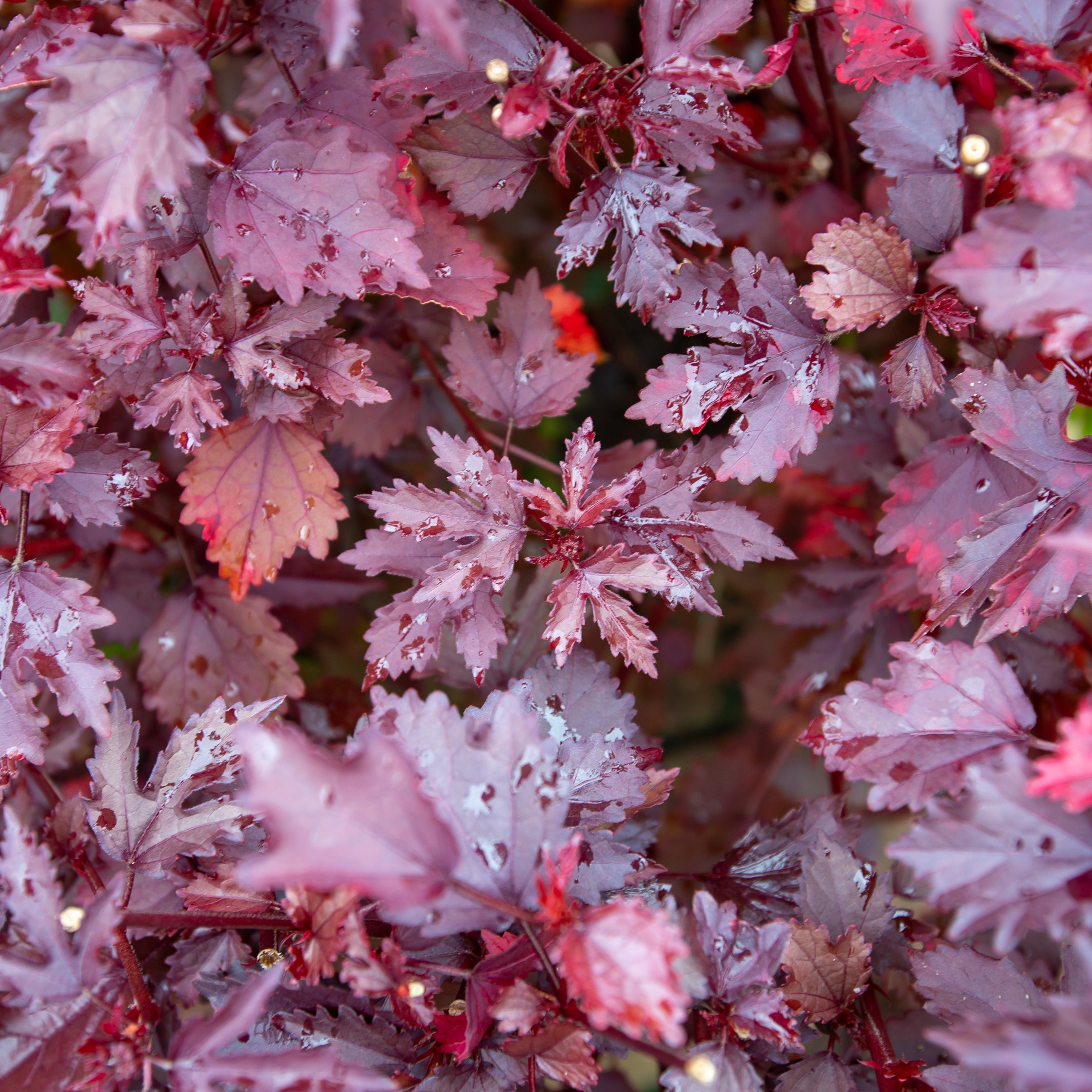 Hibiscus 'Cranberry'