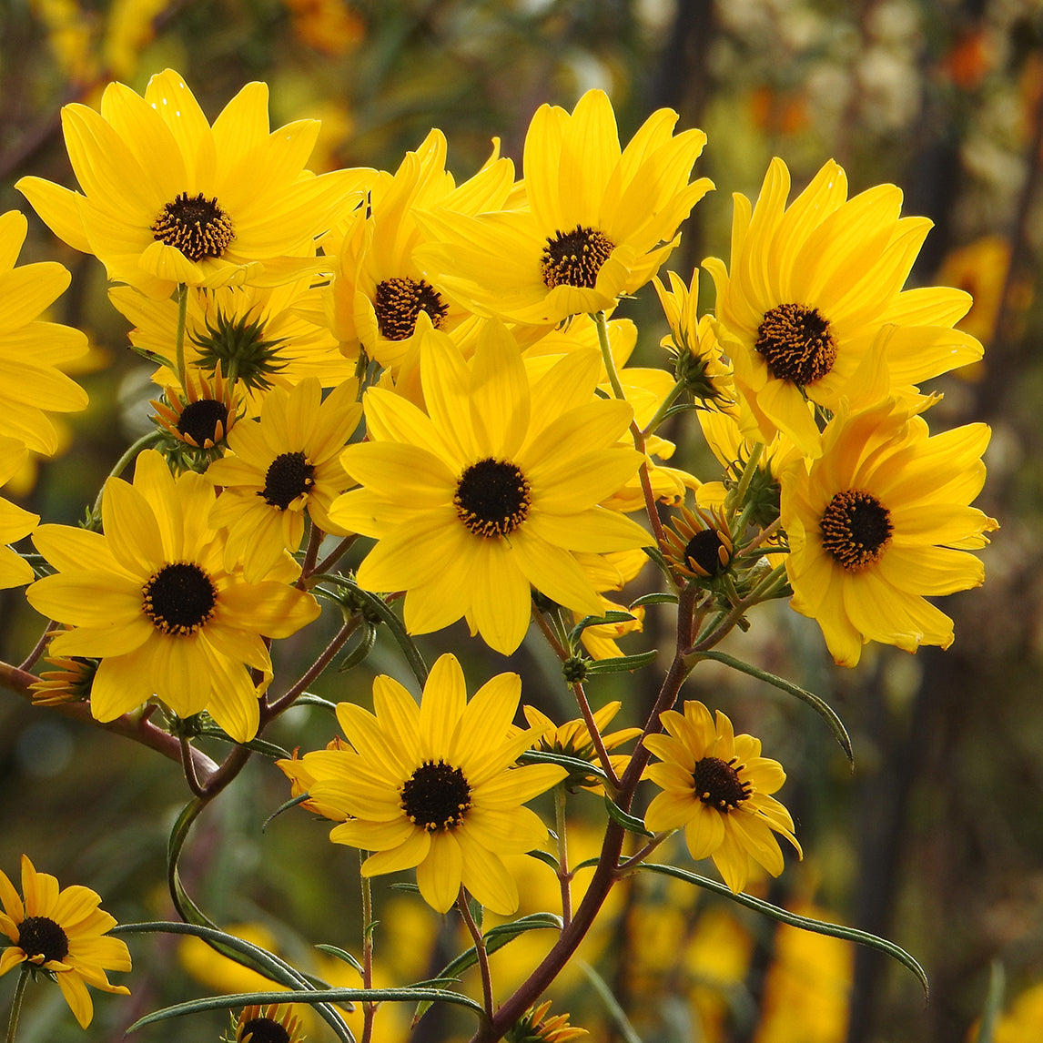 Helianthus angustifolius