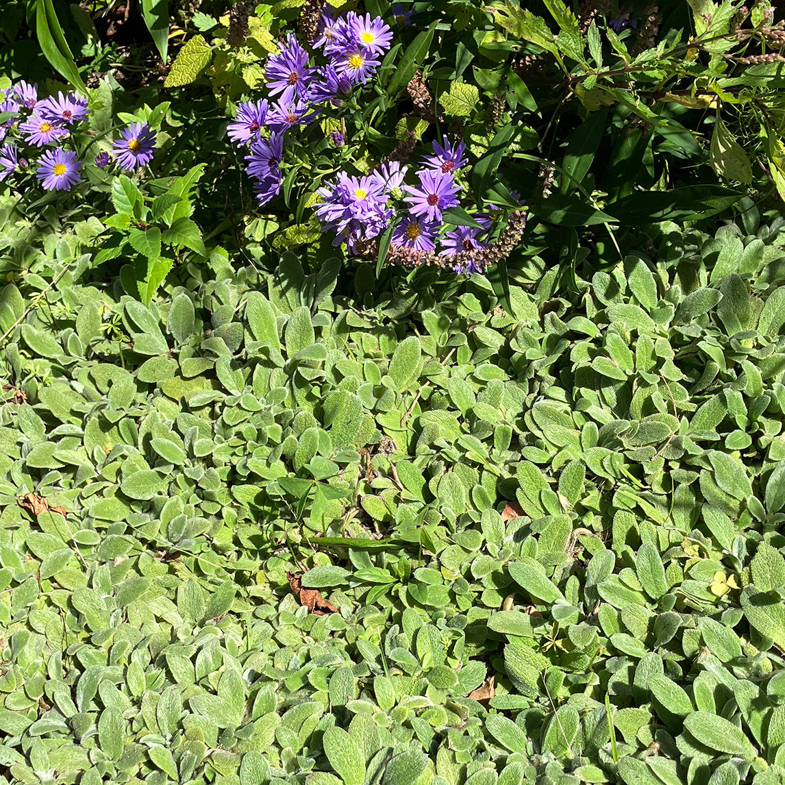 Miniature Lambs Ears