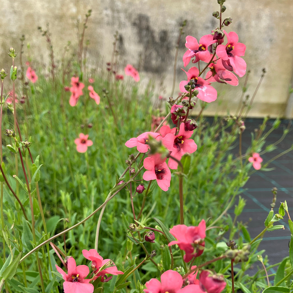 Diascia Integerrima