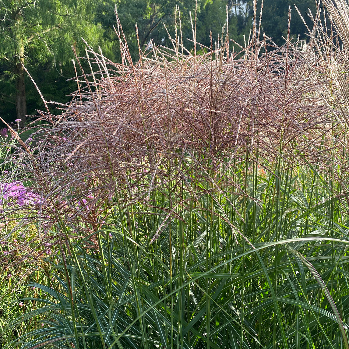 Miscanthus 'Flamingo'