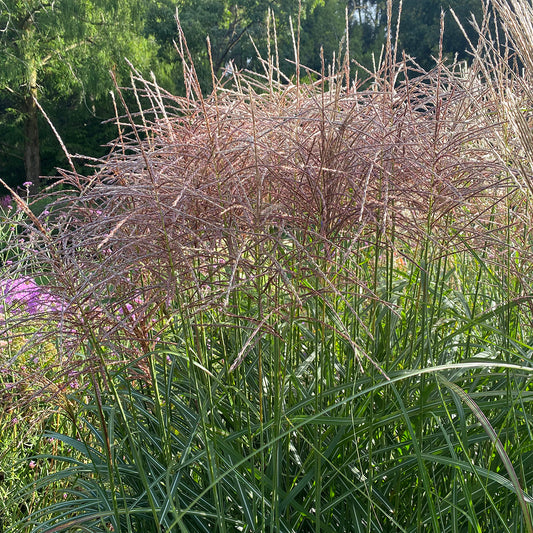 Miscanthus 'Flamingo'
