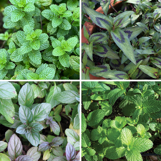 Mint Collection