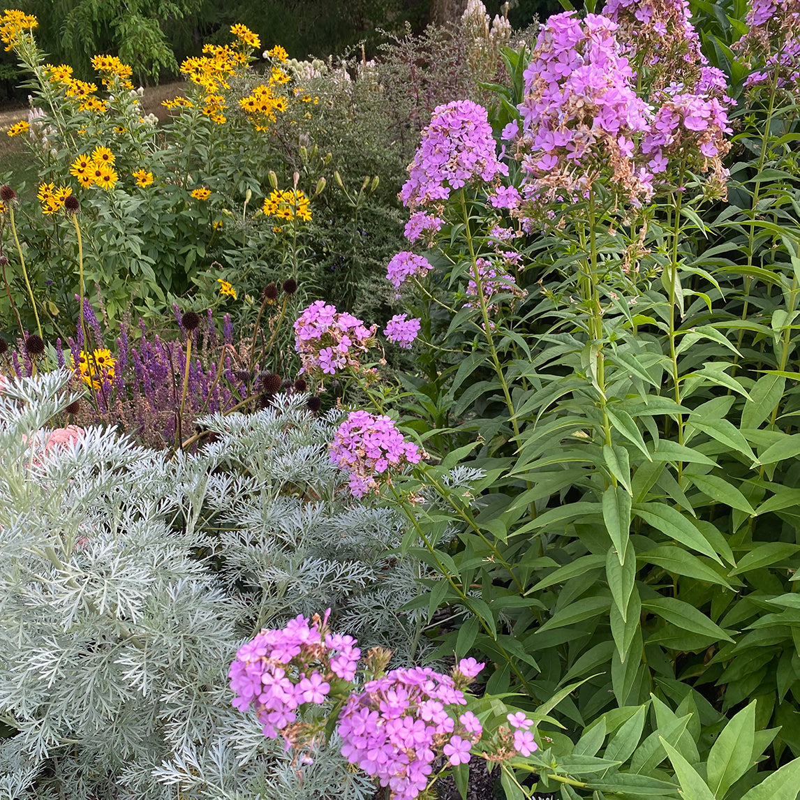 Phlox × arendsii 'Hesperis'
