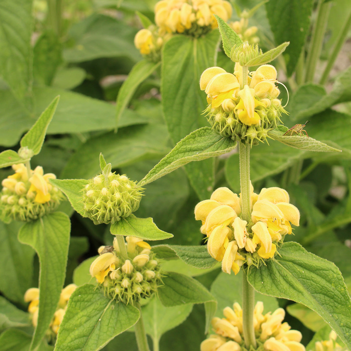 Phlomis russeliana