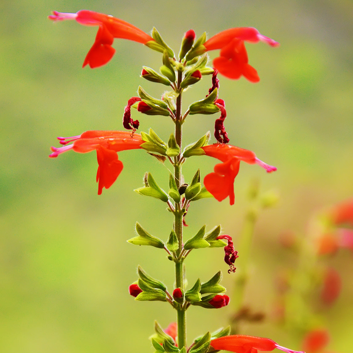 Penstemon 'Norgate's Scarlet'