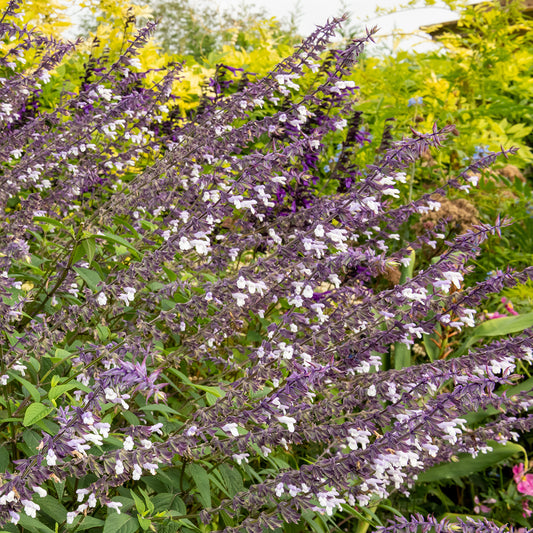 Salvia 'Waverly'