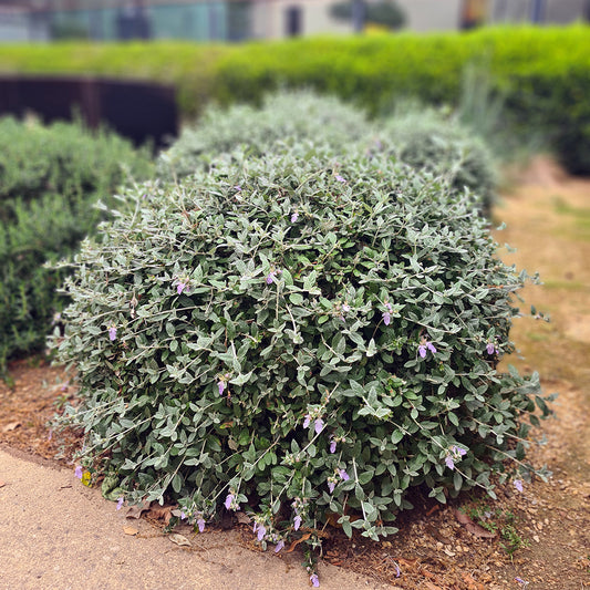 Teucrium fruticans