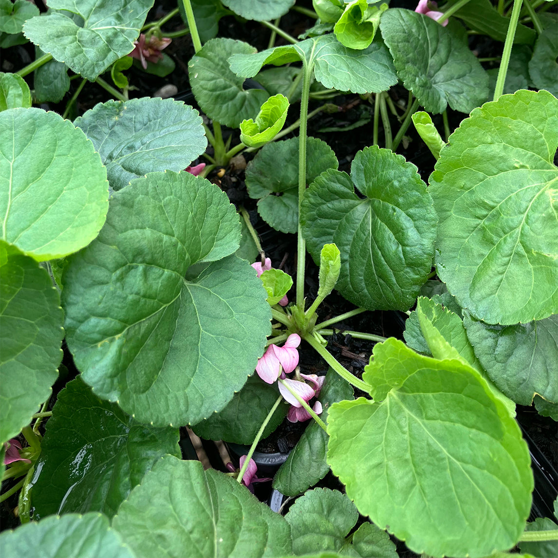 Viola orodata 'Rosea'