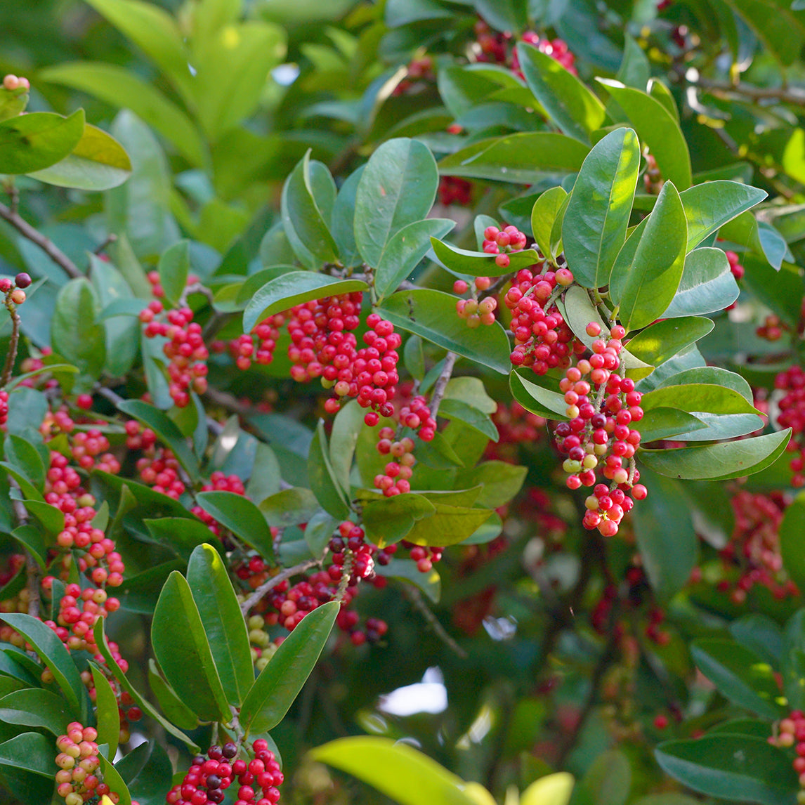 Wild Currant