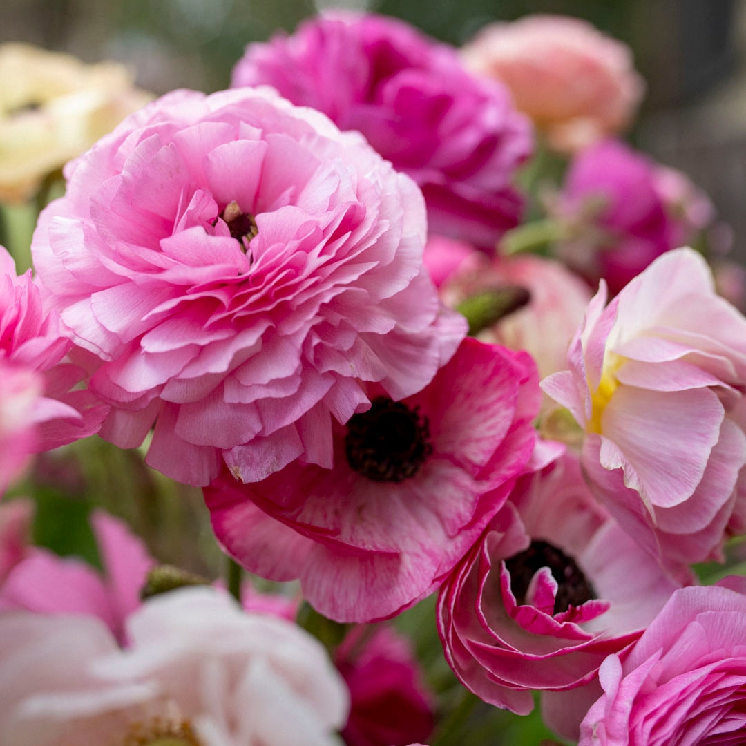 Ranunculus Pastel Shades Mix