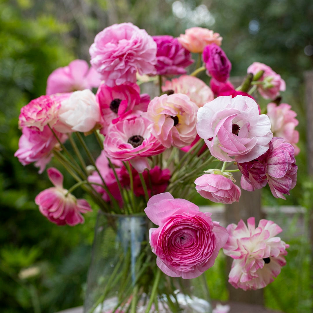 Ranunculus Pastel Shades Mix