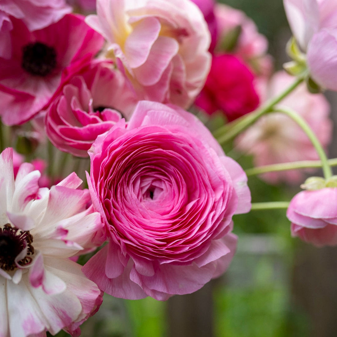 Ranunculus Pastel Shades Mix