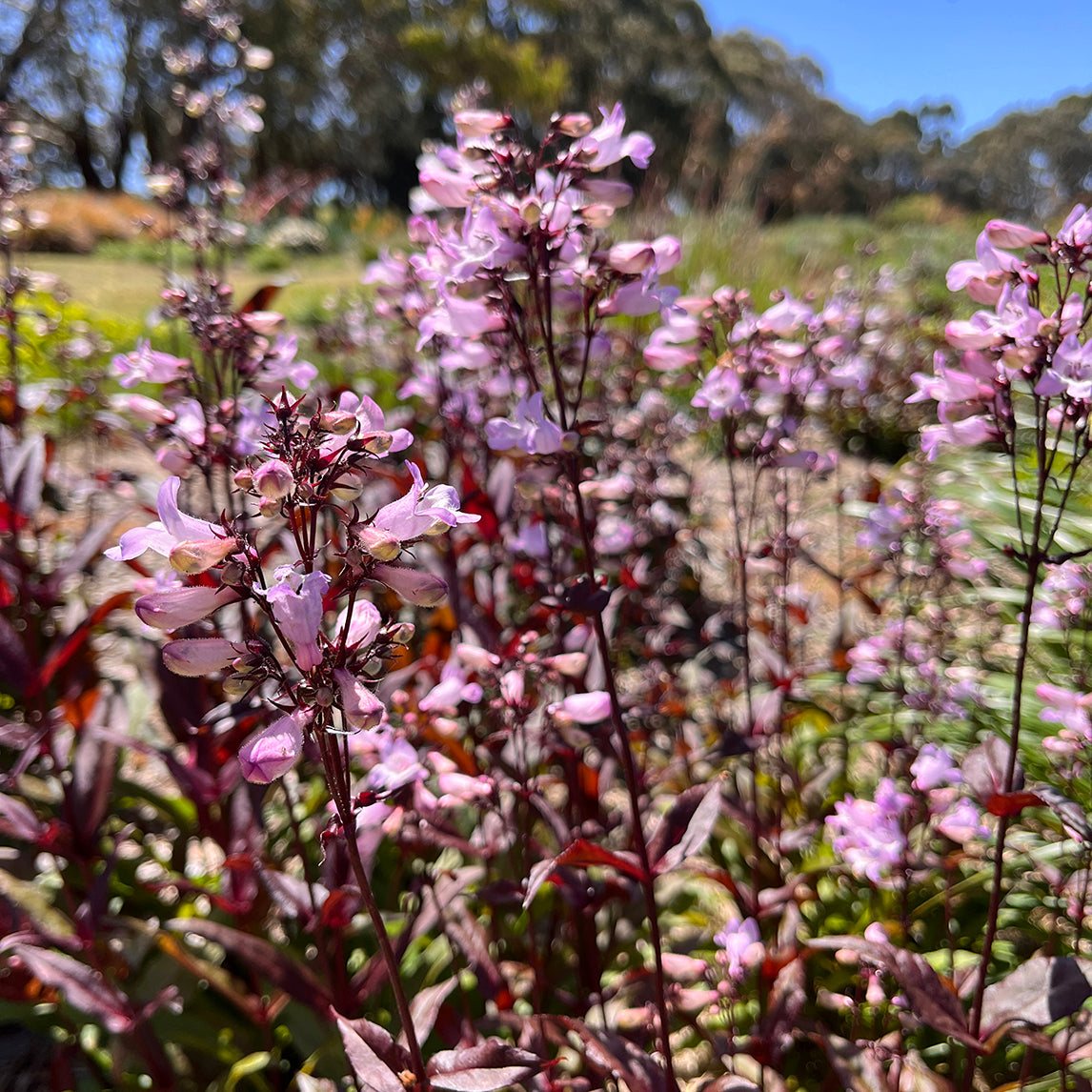 Penstemon 'Husker's Red'