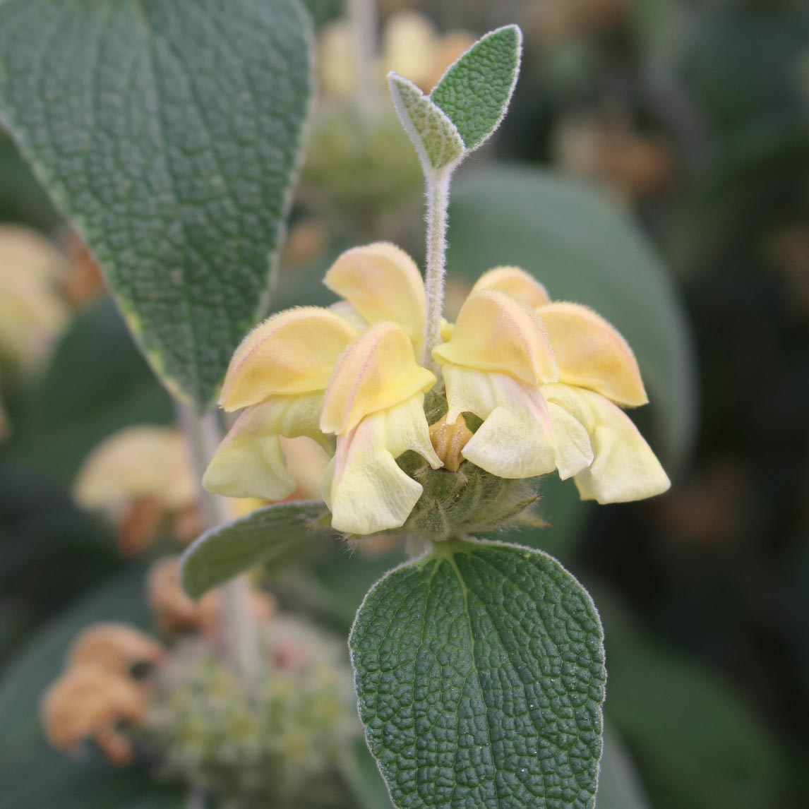 Phlomis 'Lemon Blush'