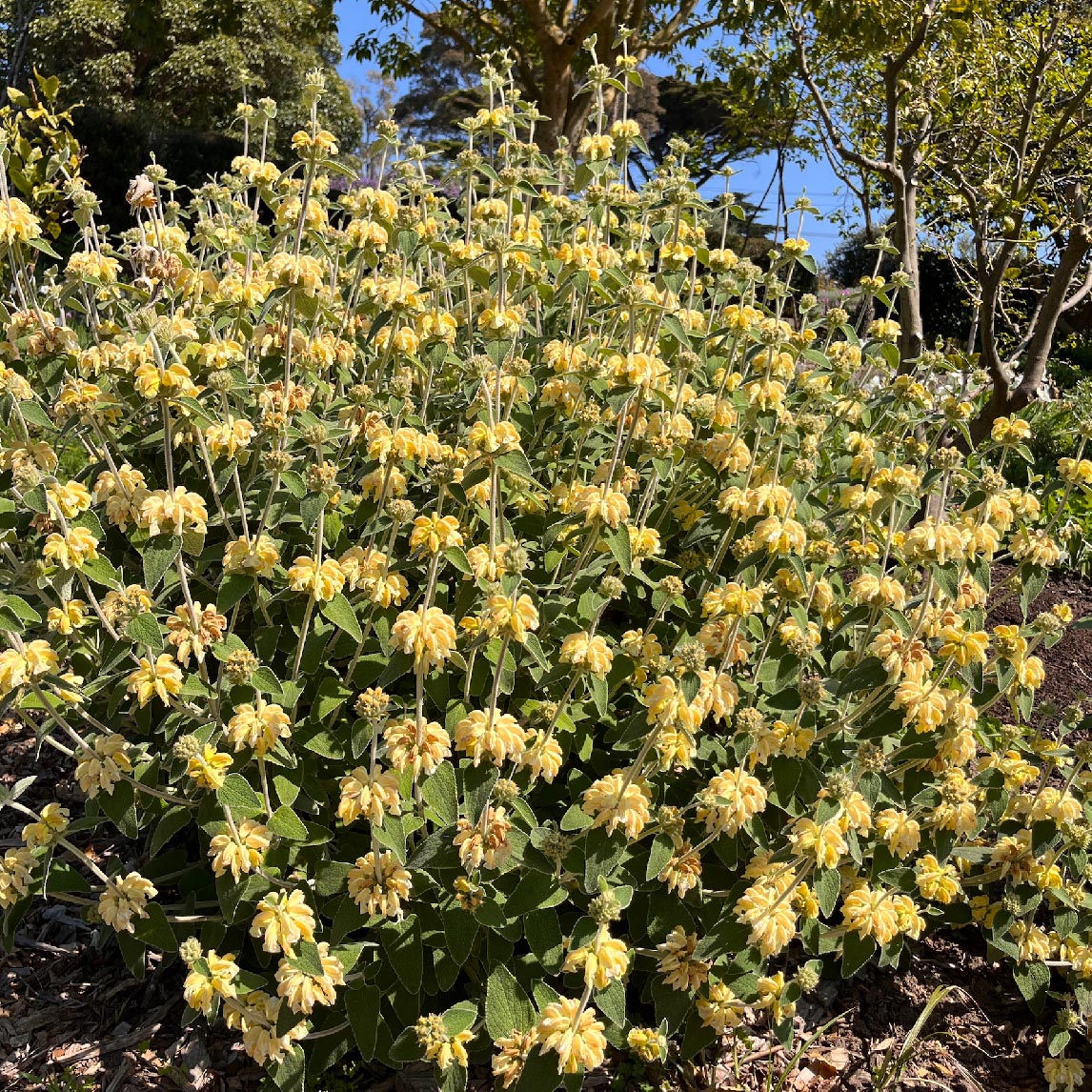 Phlomis 'Lemon Blush'