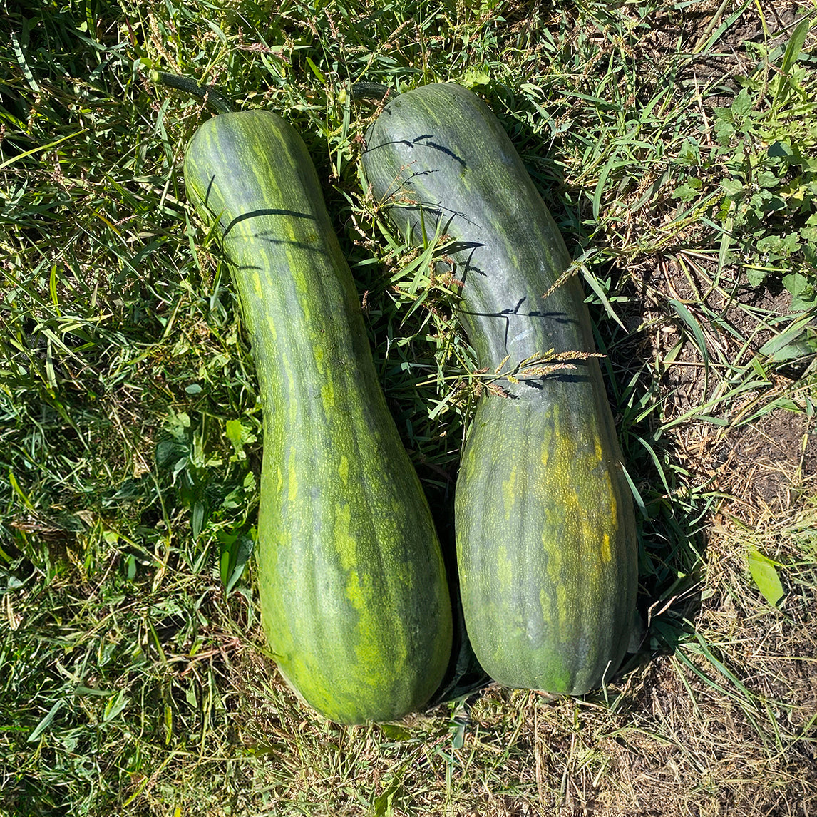 Pumpkin-Bevs-Gramma-Trombone-S1781-02.jpg__PID:3c8c3e99-022d-4403-b6d7-a4d645478986