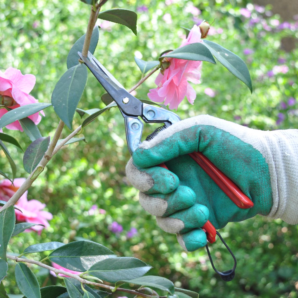 Quality Pruning Snips