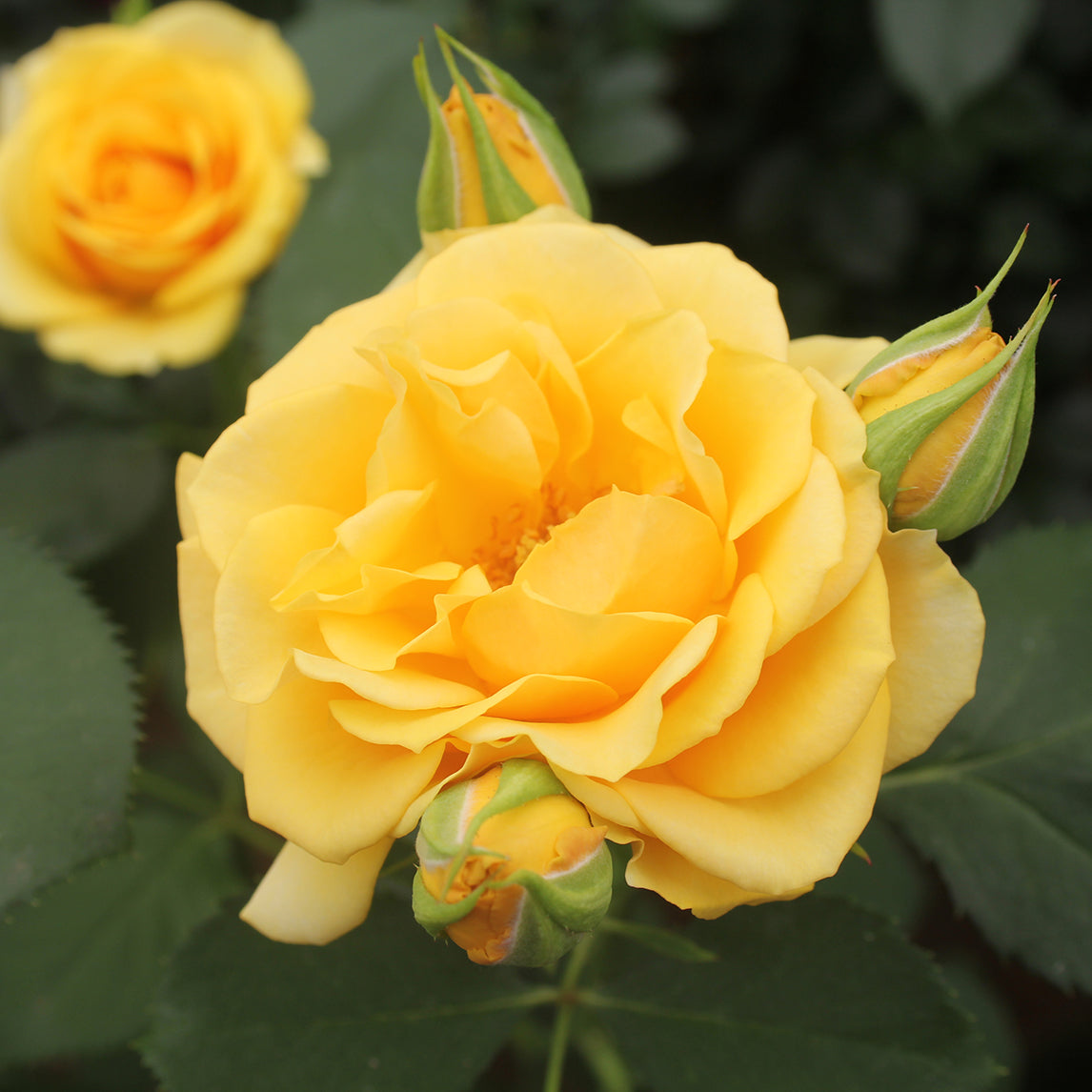 Rose 'Always an Angel'