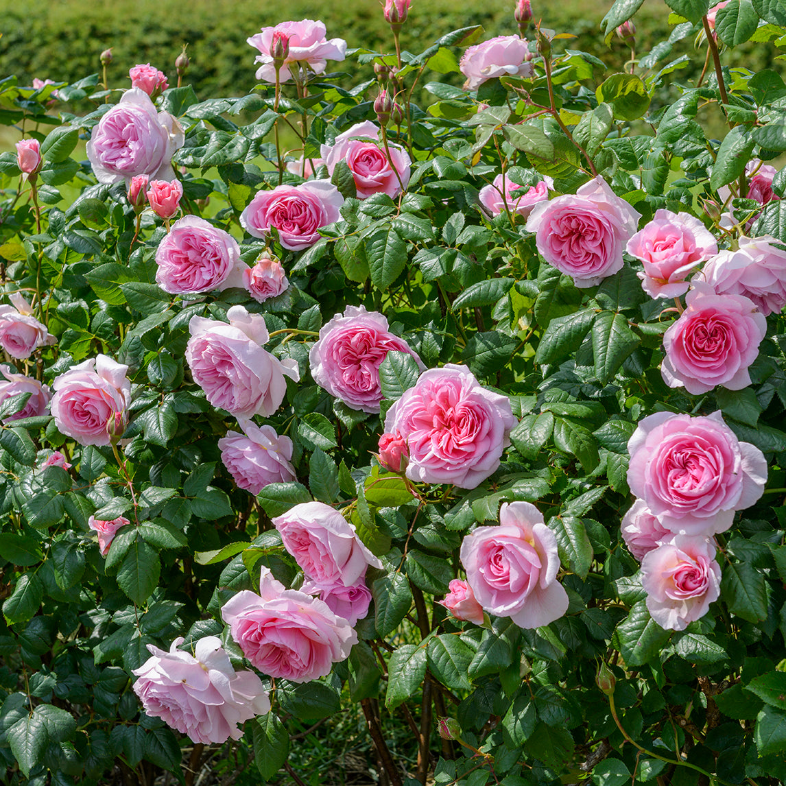 Rose 'The Ancient Mariner'