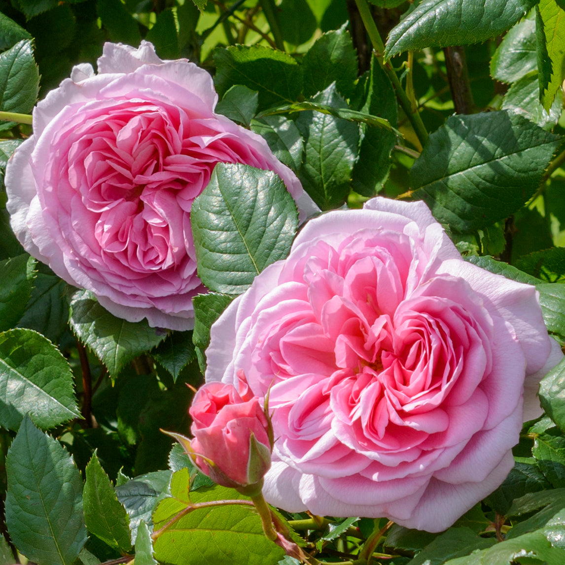 Rose 'The Ancient Mariner'