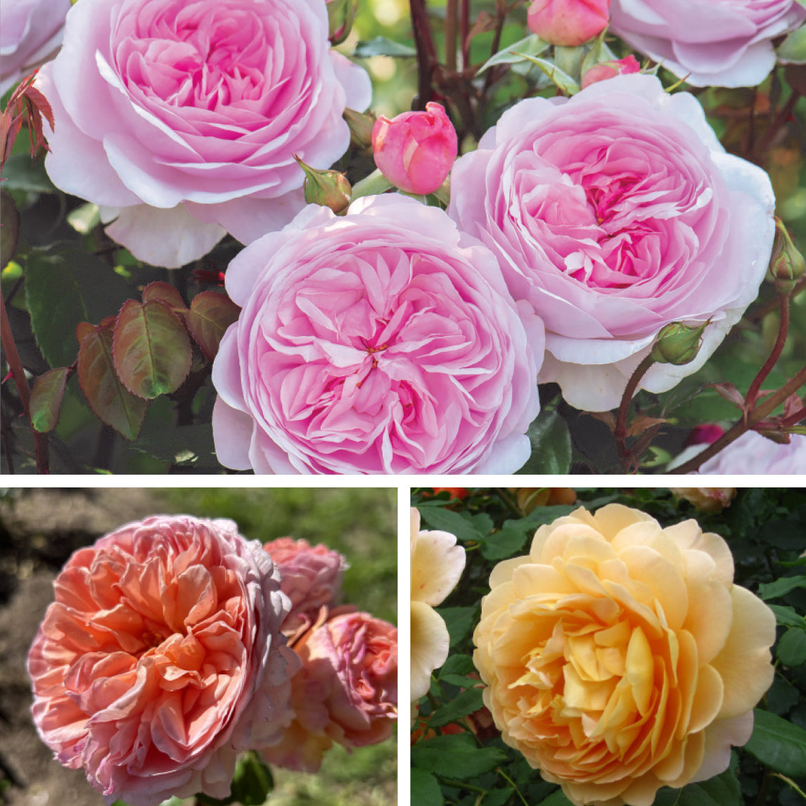 David Austin Rose Collection
