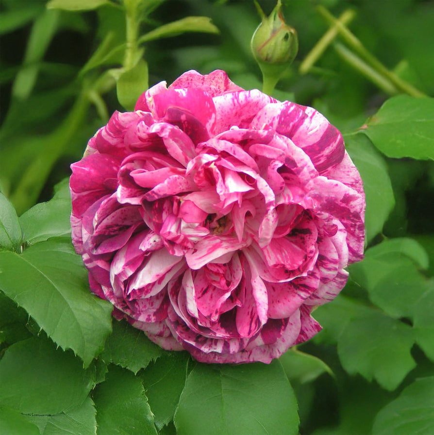 Rose 'Commandant Beaurepaire'