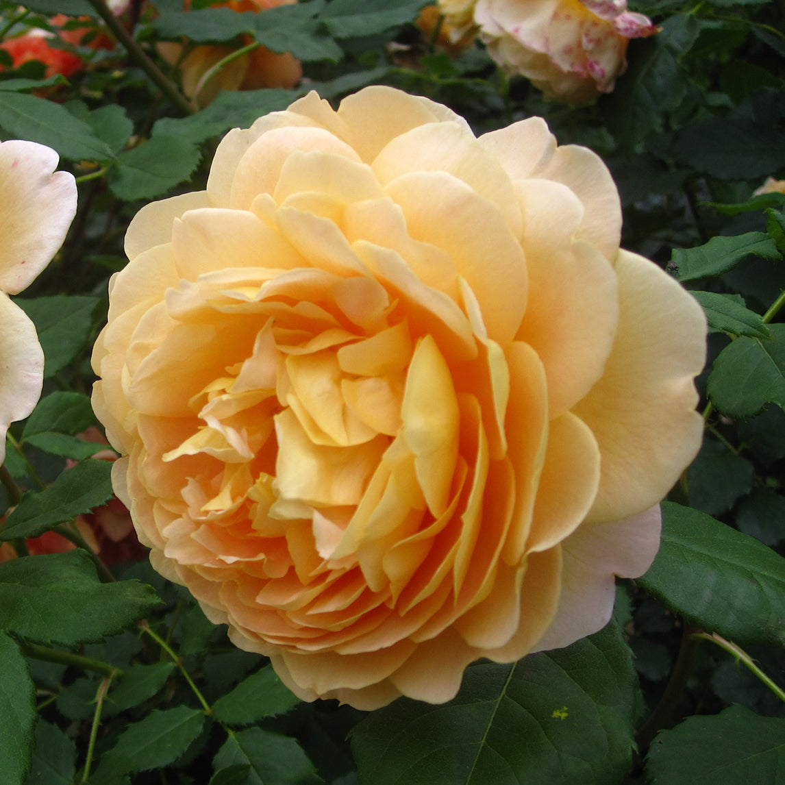 Rose 'Golden Celebration'