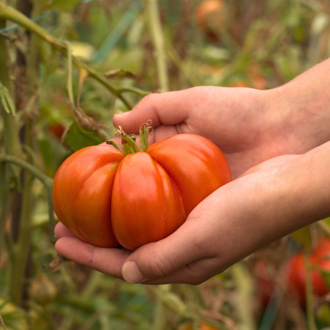 Tomato 'Greek Treasure'