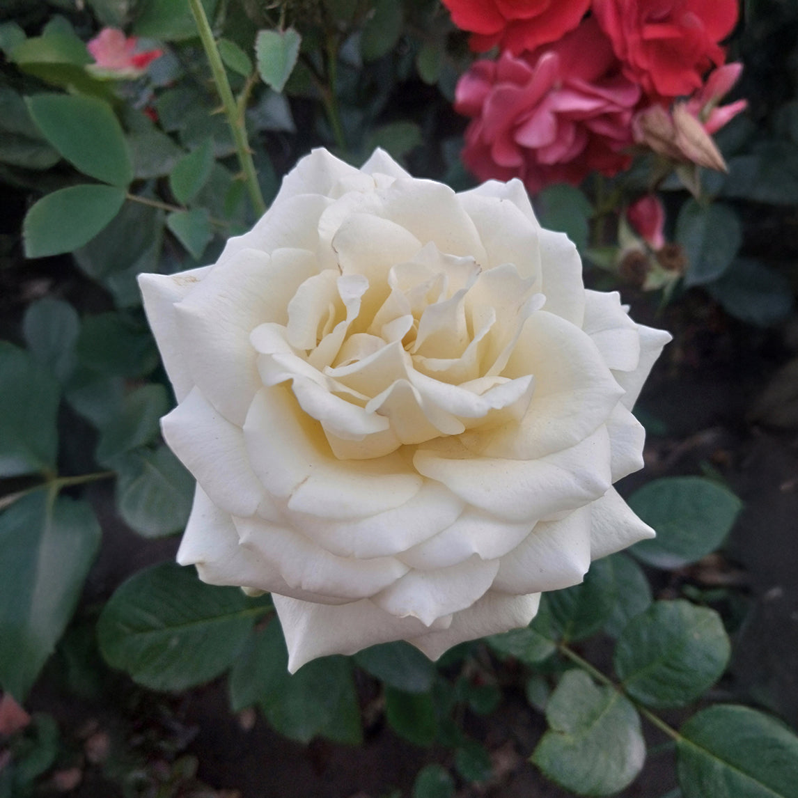 Rose 'The Wedding Rose'