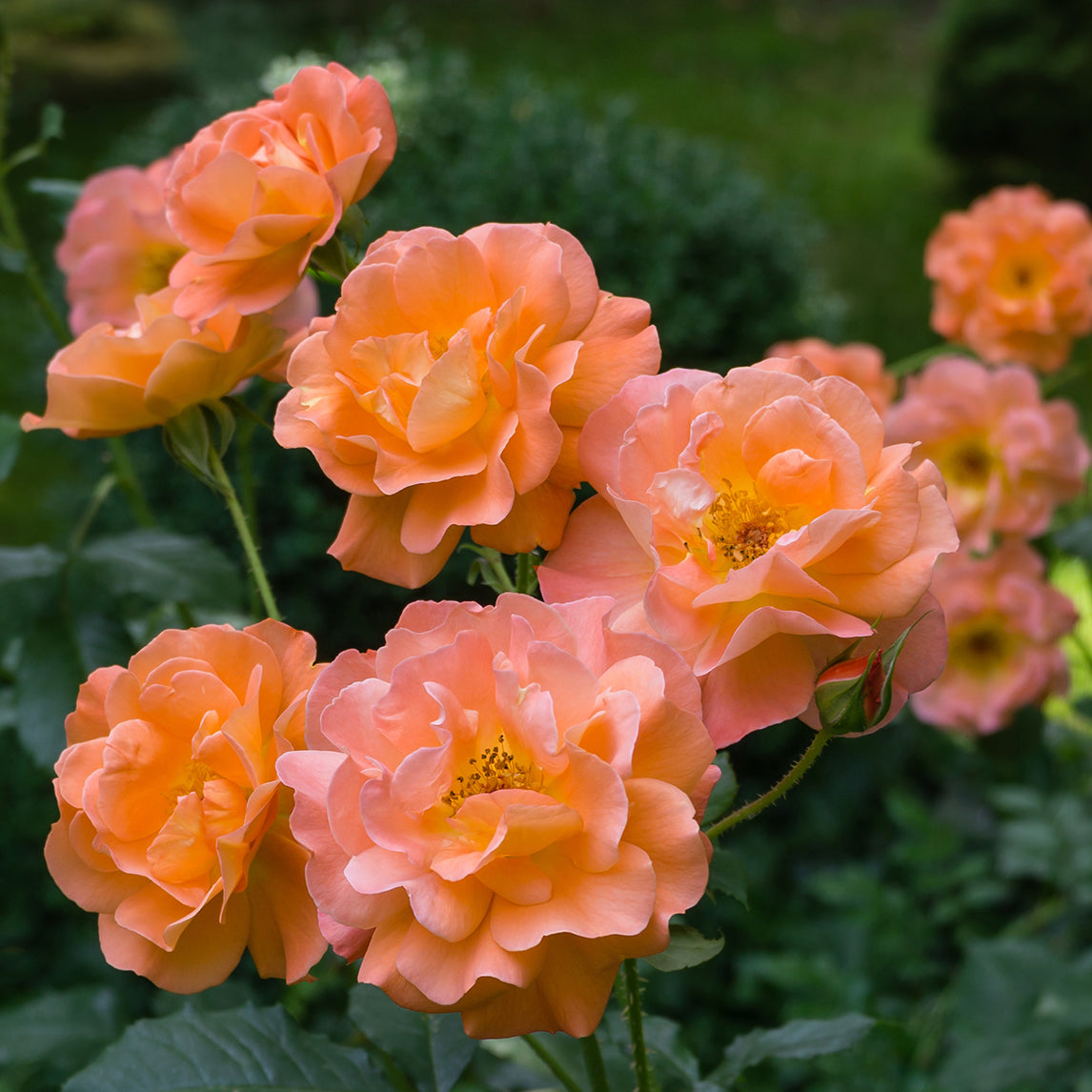 ROSE 'Westerland'