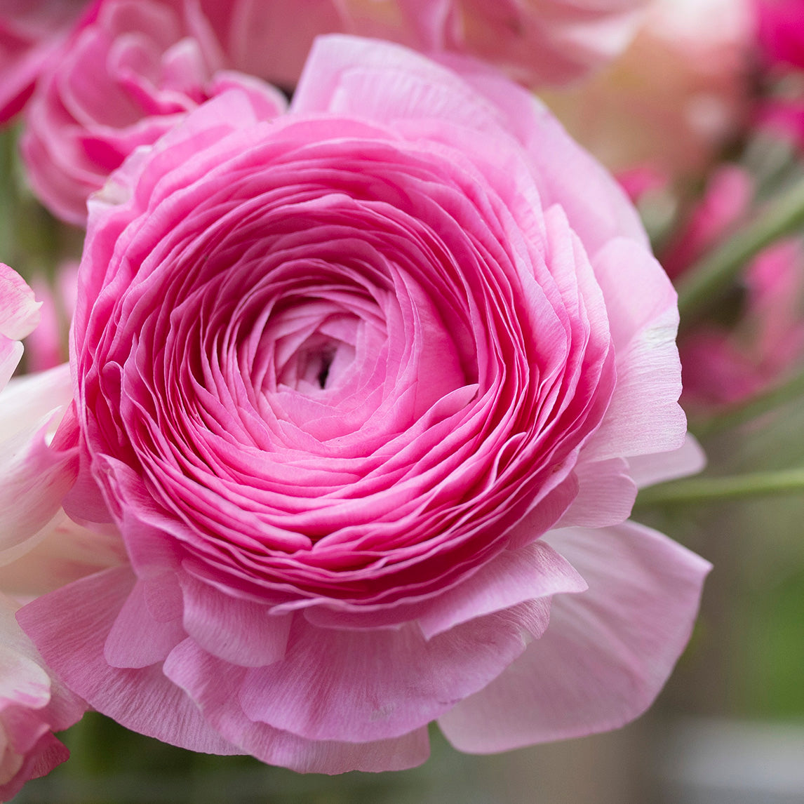 Ranunculus 'Pink'