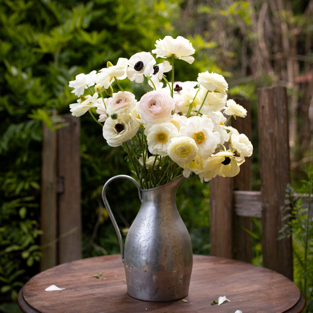 Ranunculus 'White' (20 bulbs)