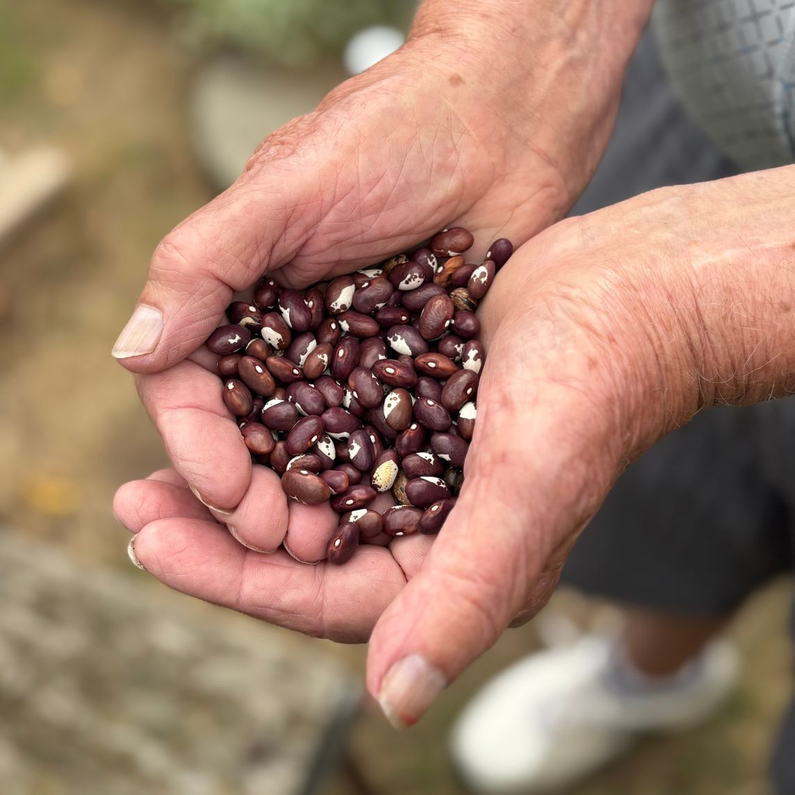 Bean 'Silvio's Yellow Flat'