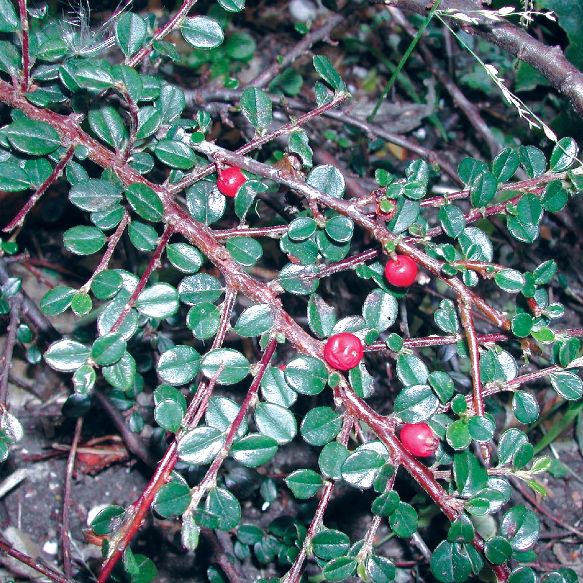 Rock Cotoneaster