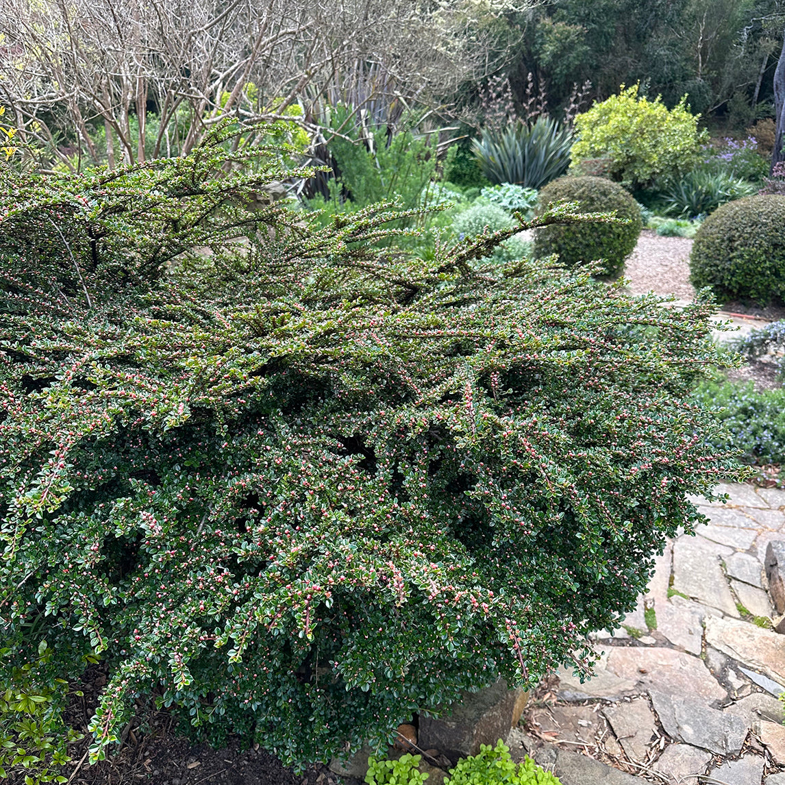 Rock Cotoneaster