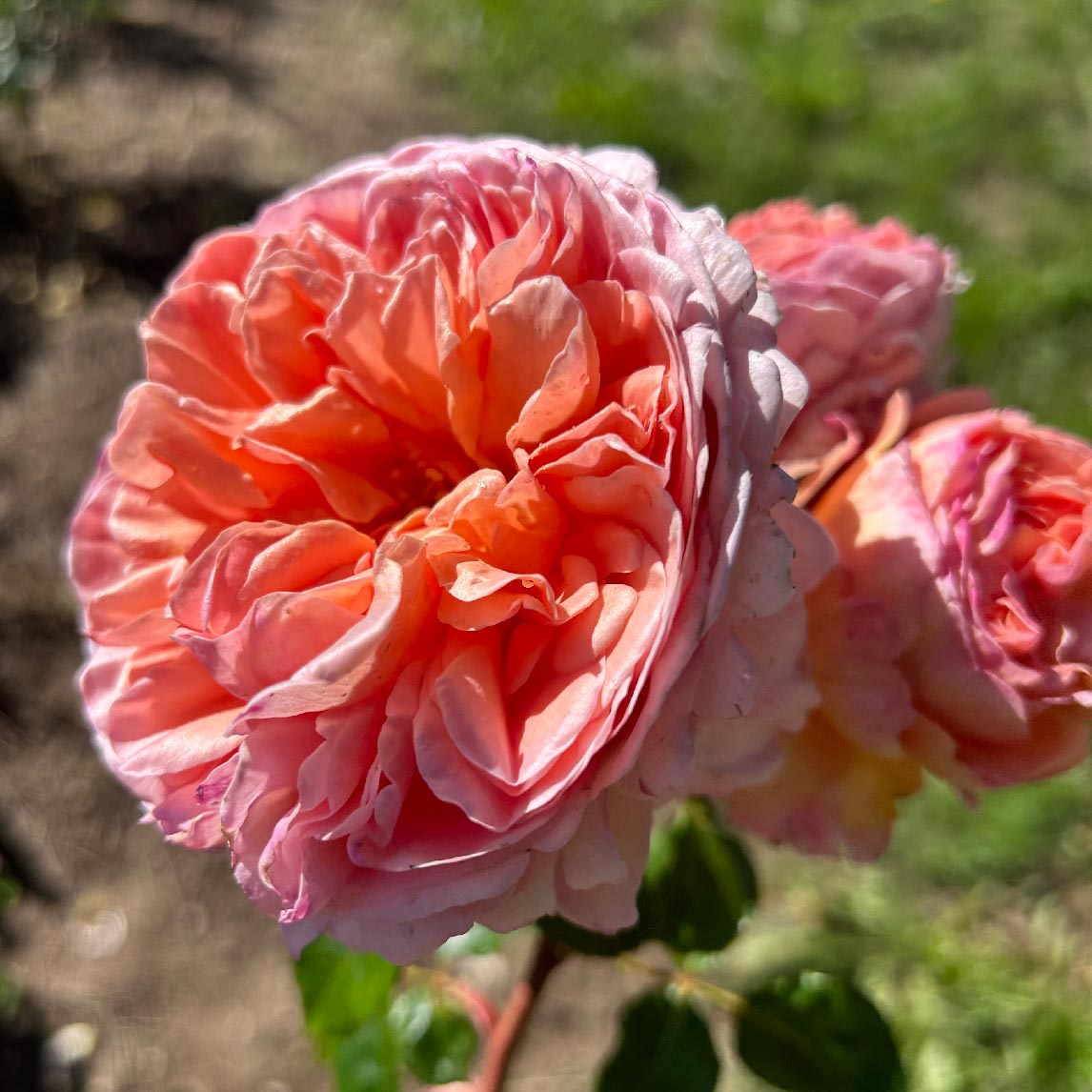 Rose 'Abraham Darby'