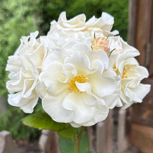 Rose 'Bendigo' The Diggers Club