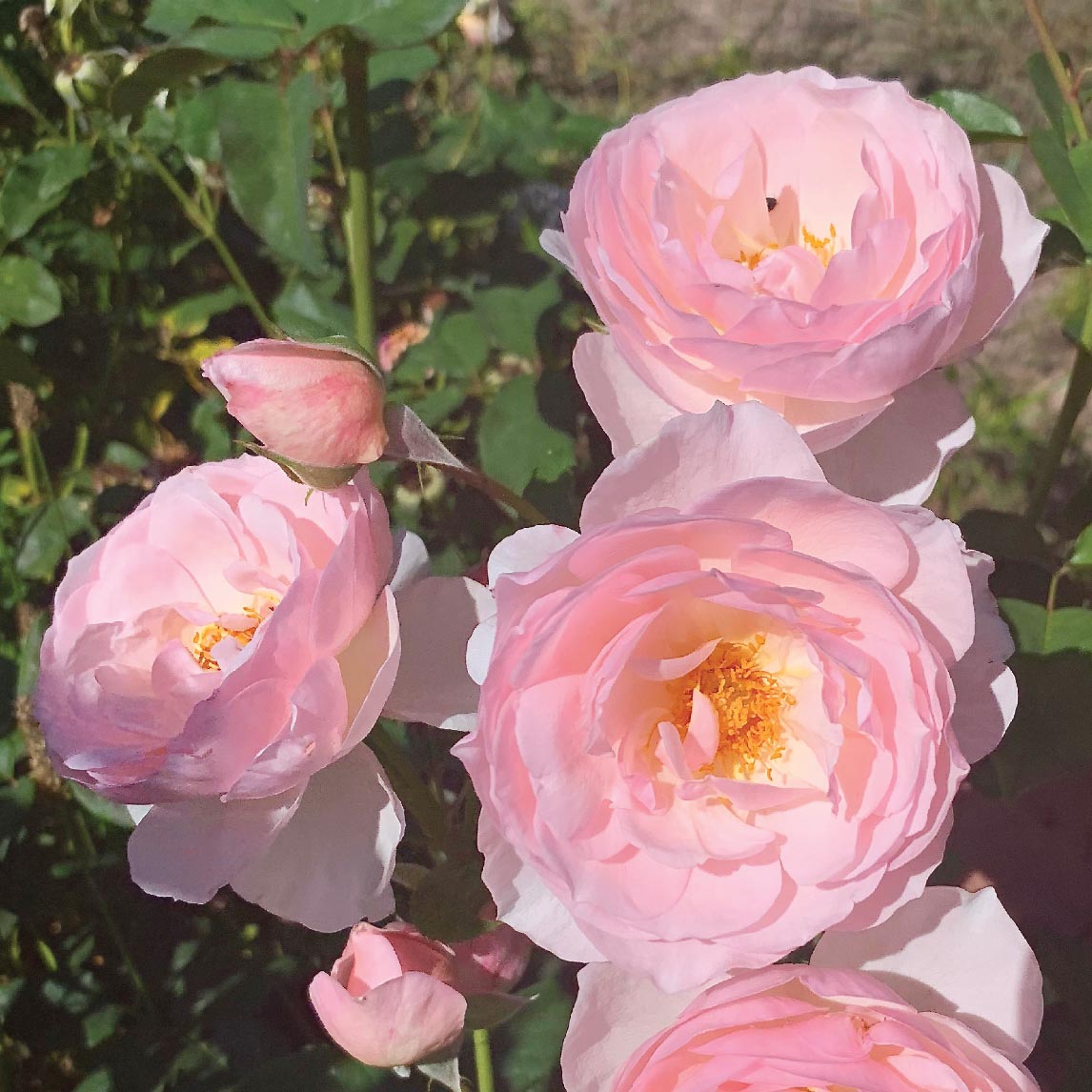 Rose 'Heritage'