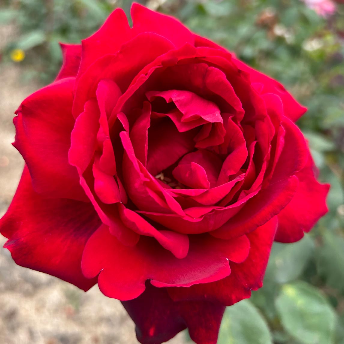 Rose 'Papa Meilland'