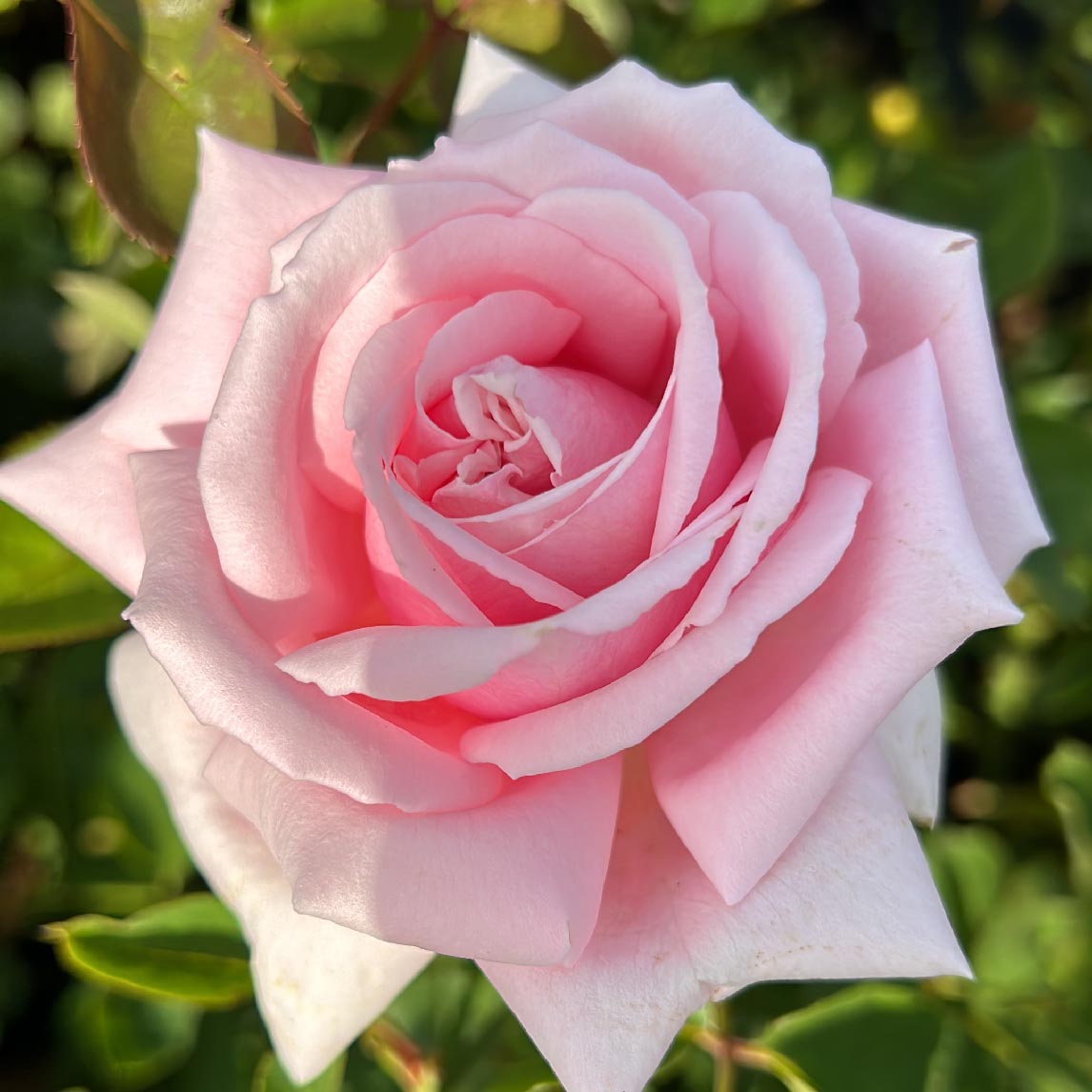 Rose 'THE Children’s Rose'