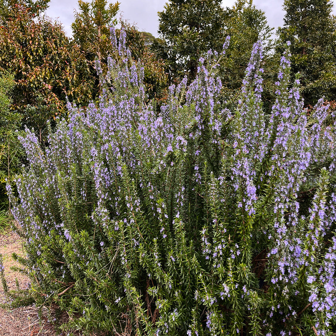 Rosemary 'Tuscan Blue'