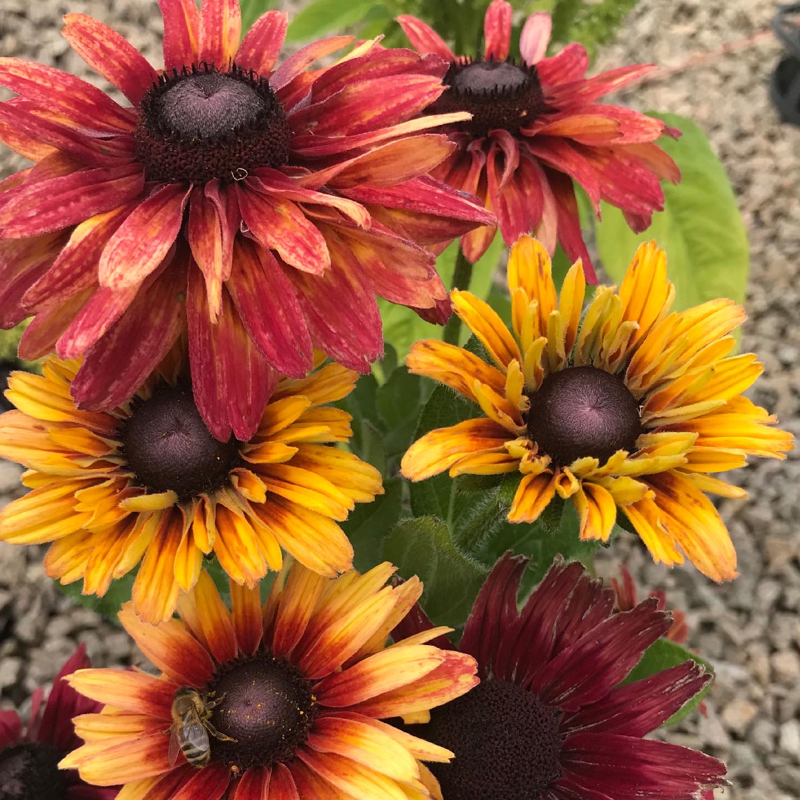 Rudbeckia 'Sahara'