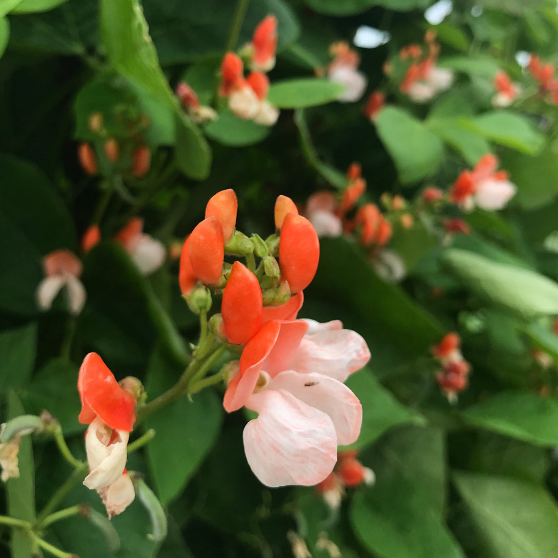 Bean 'Painted Lady' (Organic)
