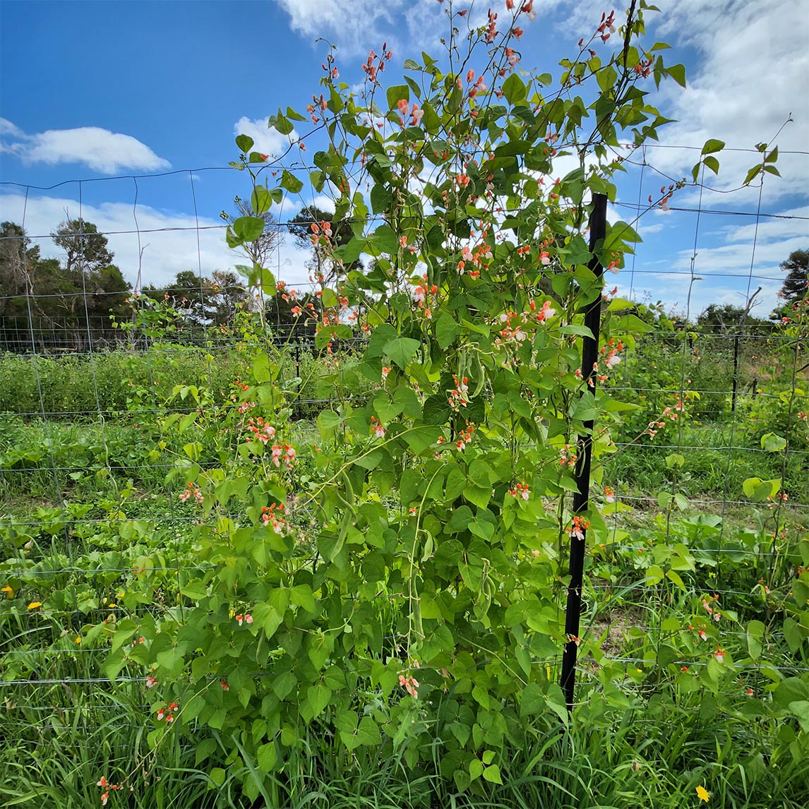 Bean 'Painted Lady' (Organic)