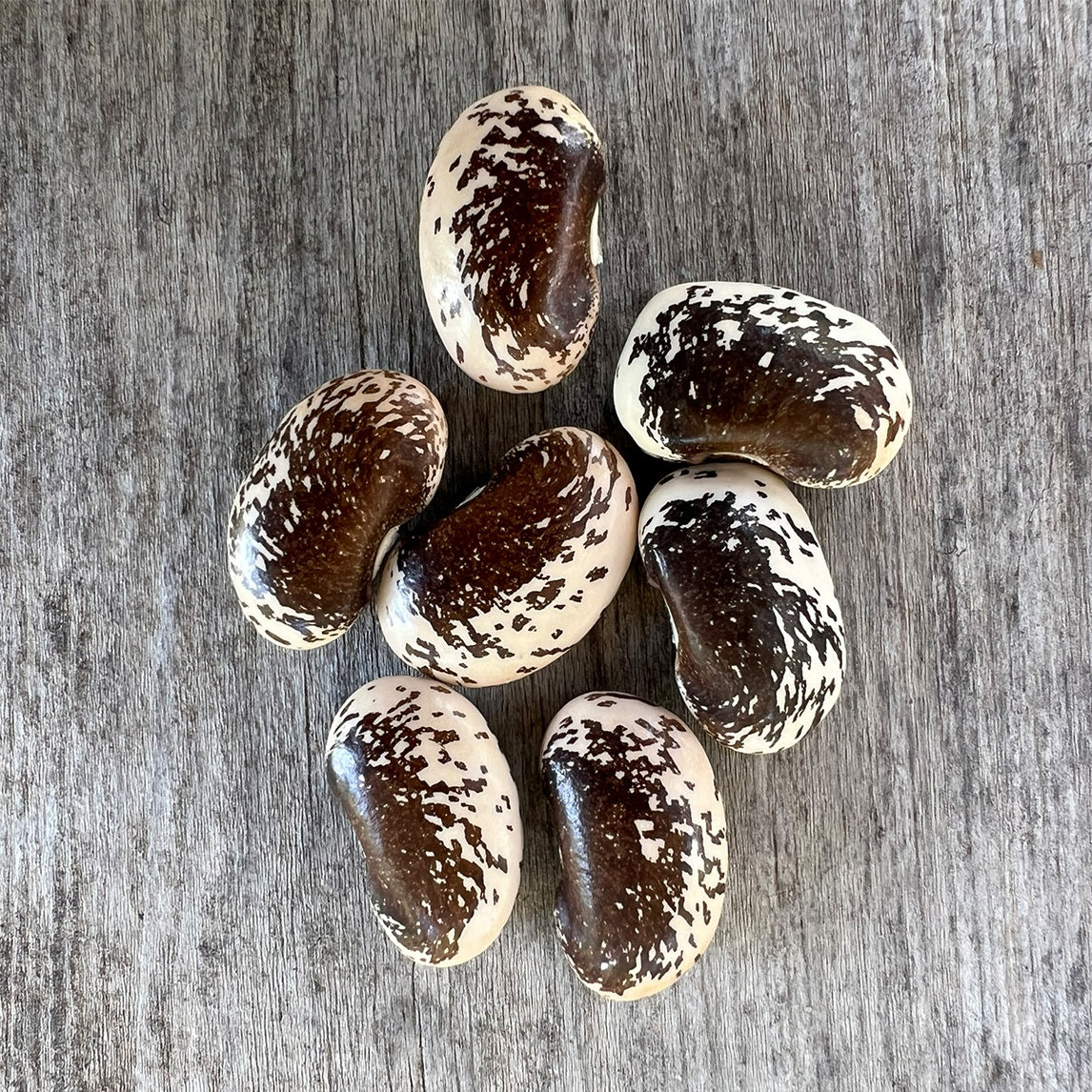 Bean 'Painted Lady' (Organic)