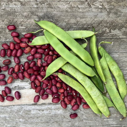 Bean 'Ann Michelle'