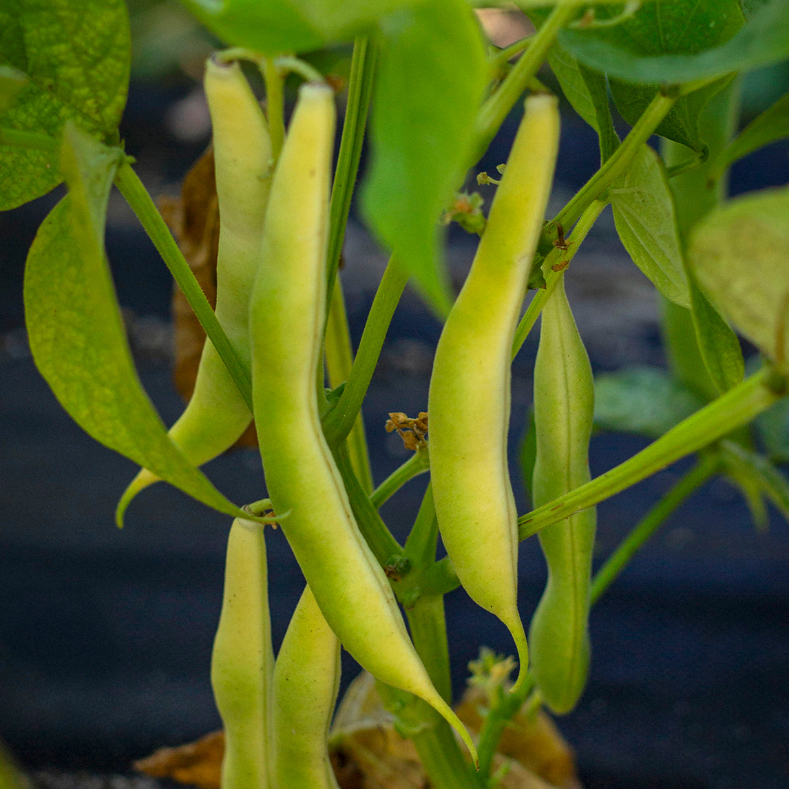 Bean 'Kahnawake Mohawk'